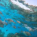 Sweet Simius Villasimius