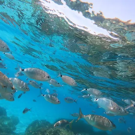 Sweet Simius וילסימיוס