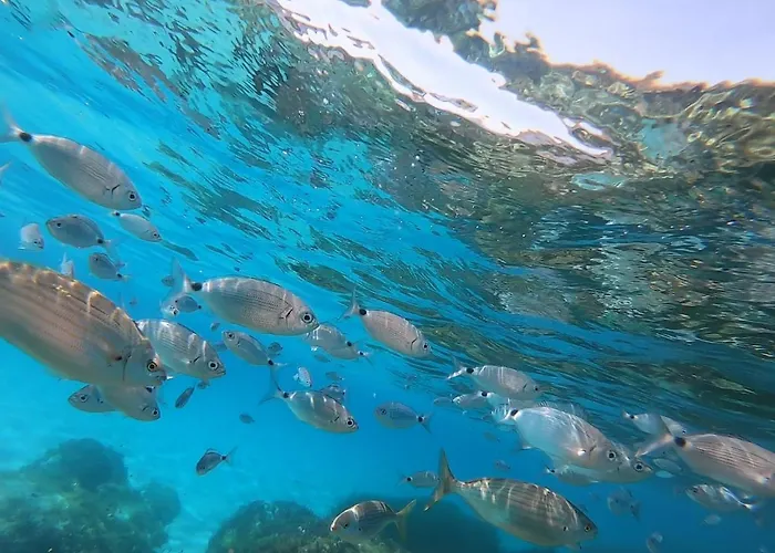 Sweet Simius Villasimius